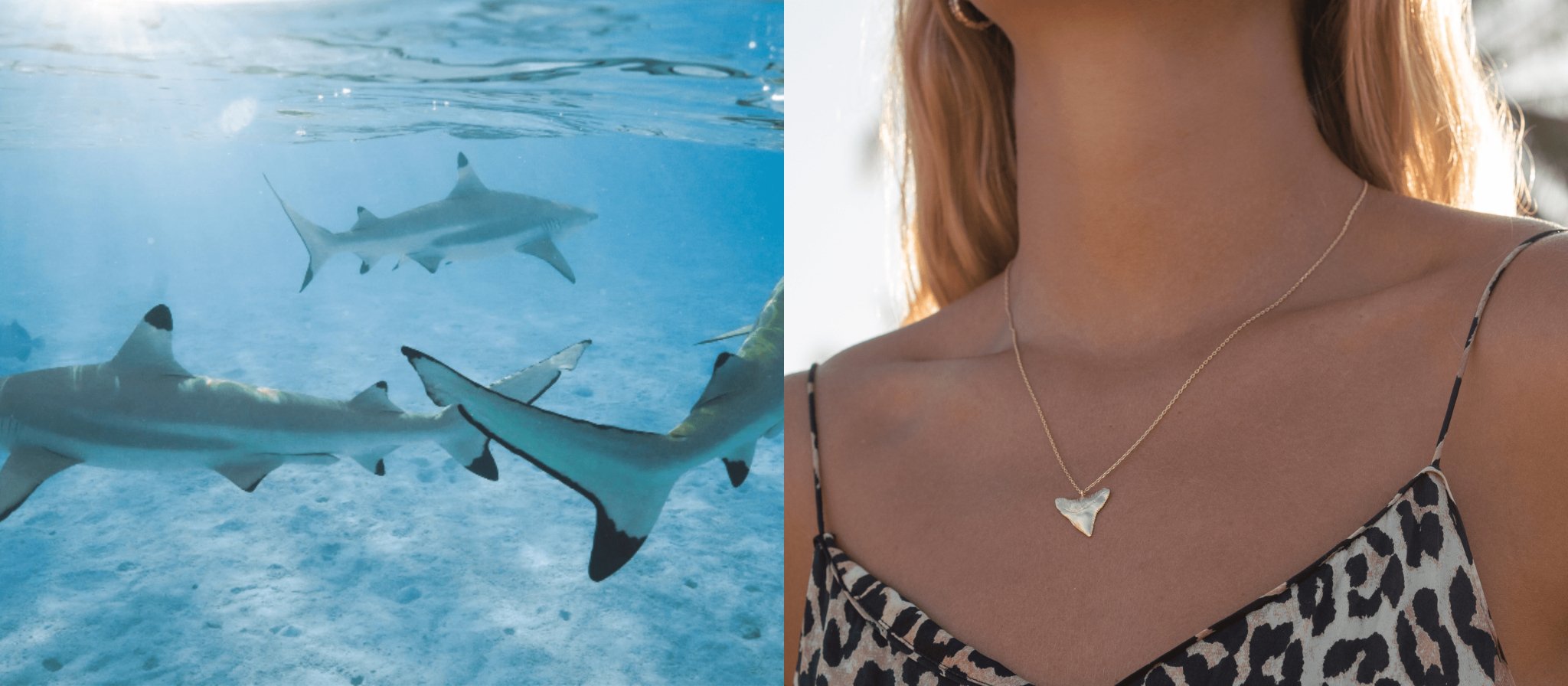 Everything you need to know about shark tooth necklaces - Vandaya